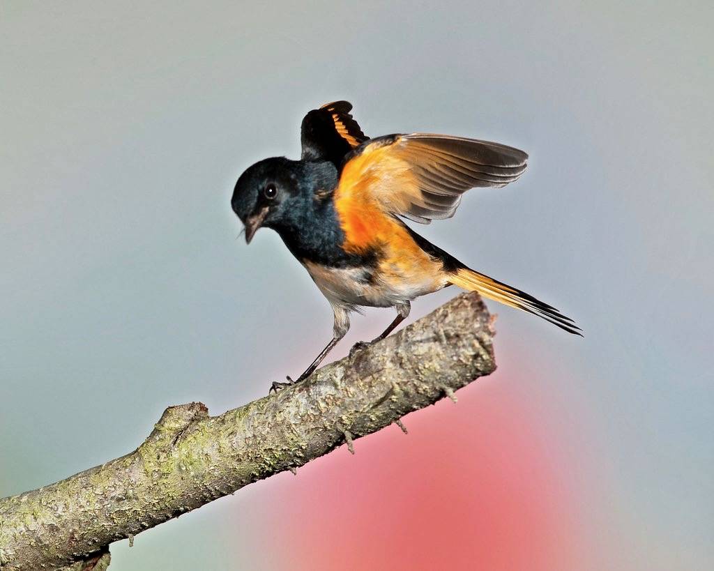 American Redstart by Russ Wigh is licensed under CC BY-NC-ND 2.0